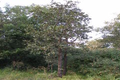 Diospyros melanoxylon